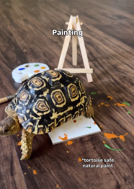 Painting *tortoise safe natural paint