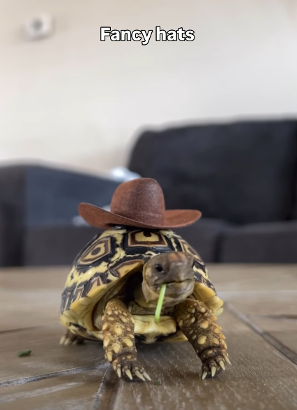 Fancy hats