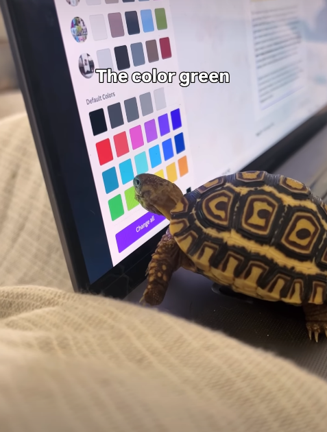 The color green Default Colors Change all