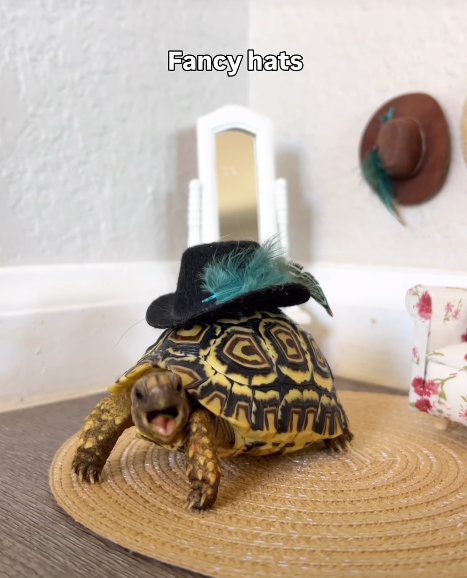 Fancy hats