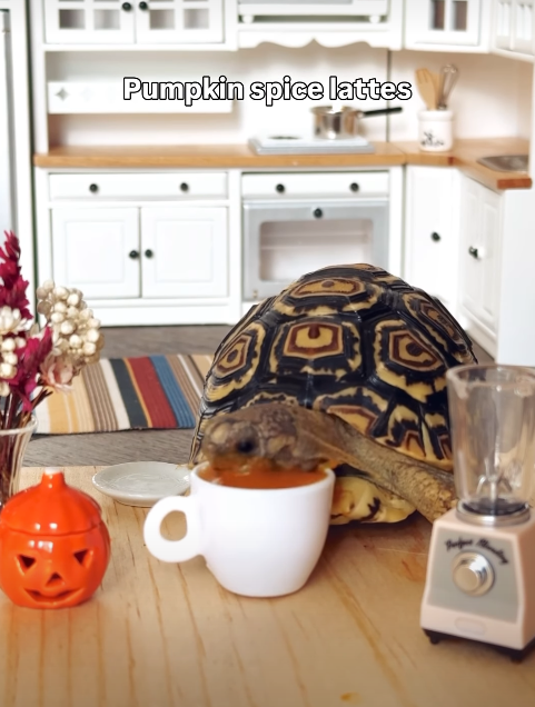 Pumpkin spice lattes