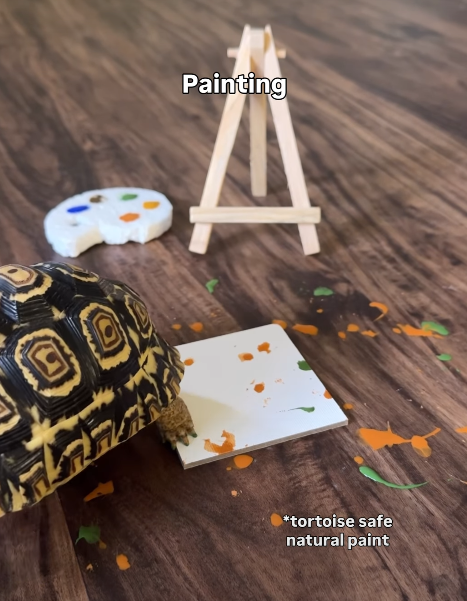 Painting *tortoise safe natural paint