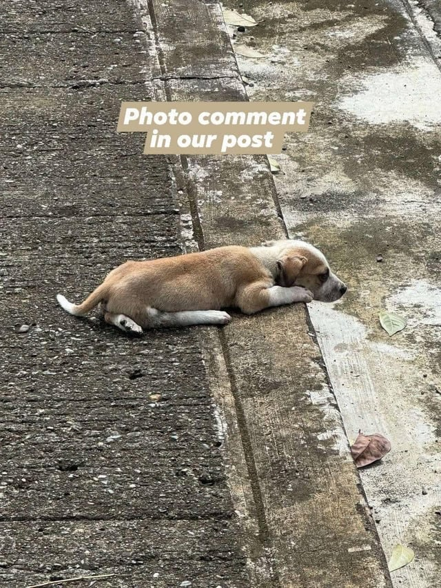 Photo comment in our post