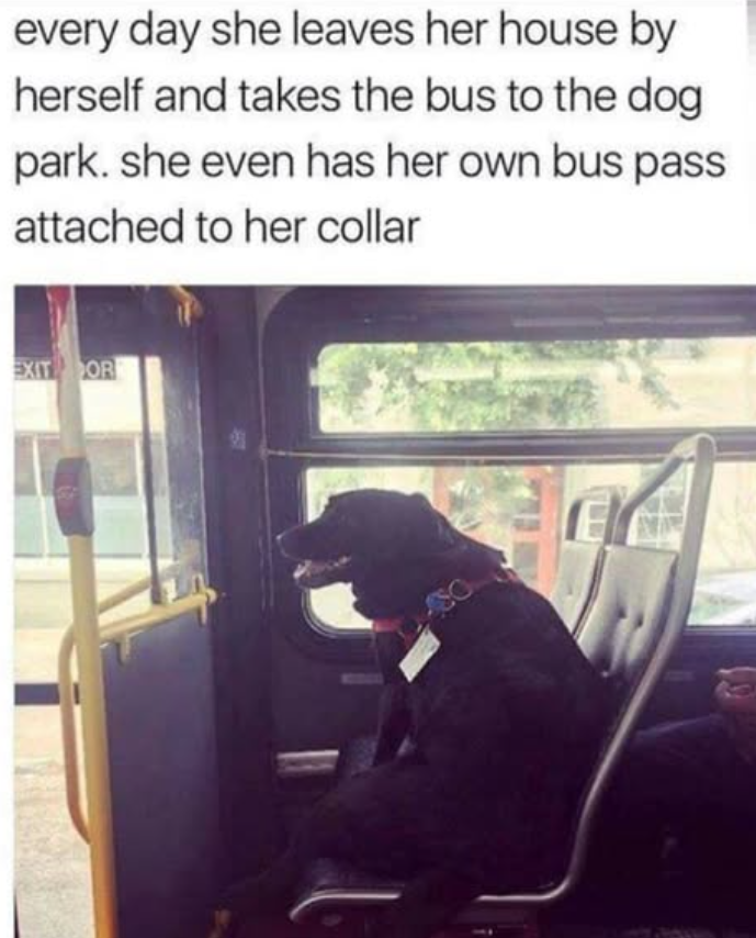 every day she leaves her house by herself and takes the bus to the dog park. she even has her own bus pass attached to her collar EXIT OR