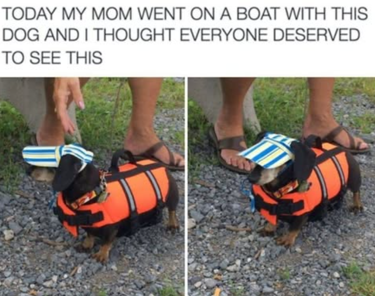 TODAY MY MOM WENT ON A BOAT WITH THIS DOG AND I THOUGHT EVERYONE DESERVED TO SEE THIS
