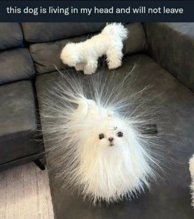 this dog is living in my head and will not leave