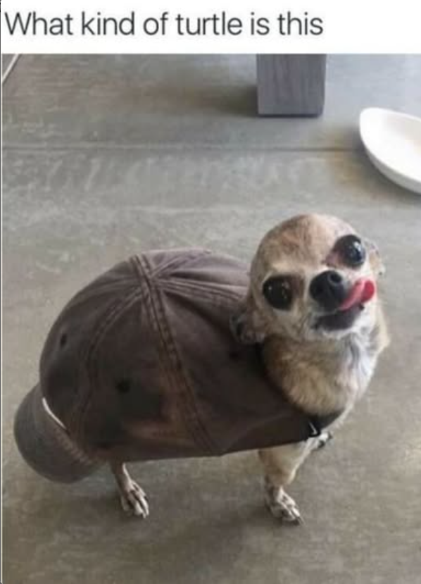 What kind of turtle is this