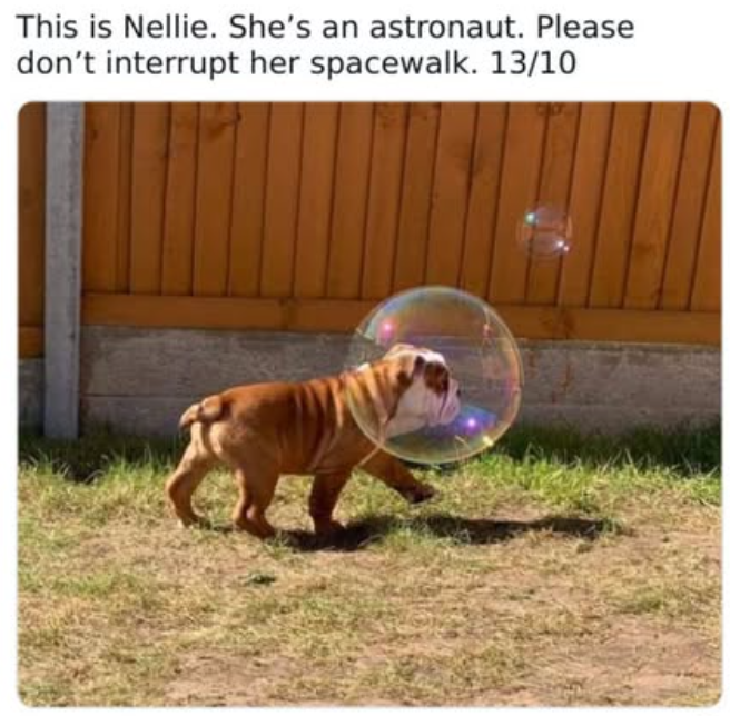 This is Nellie. She's an astronaut. Please don't interrupt her spacewalk. 13/10