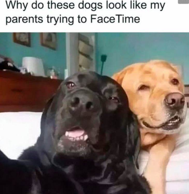 Why do these dogs look like my parents trying to FaceTime