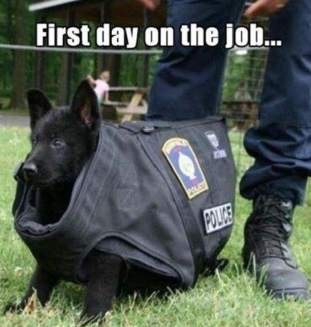 First day on the job... POLICE POLICE