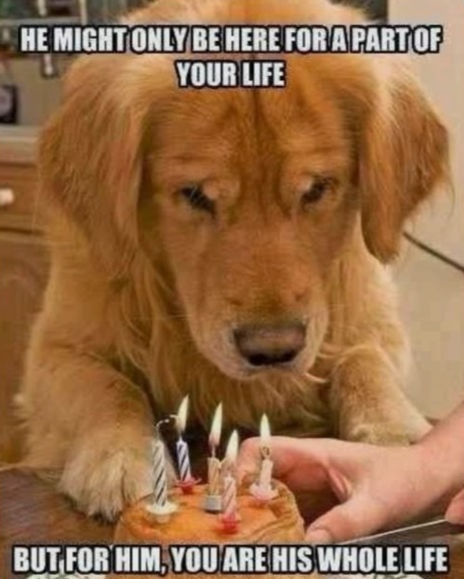 HE MIGHT ONLY BE HERE FOR A PART OF YOUR LIFE BUT FOR HIM, YOU ARE HIS WHOLE LIFE