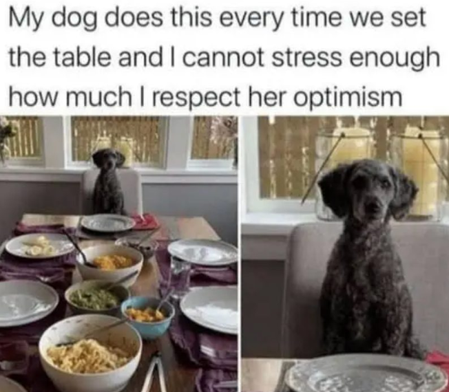 My dog does this every time we set the table and I cannot stress enough how much I respect her optimism