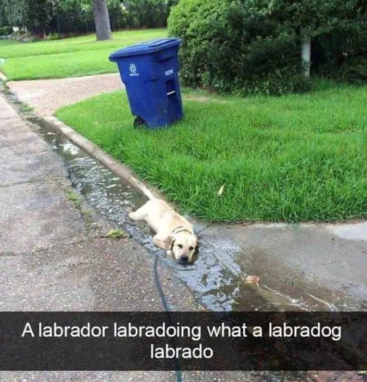 A labrador labradoing what a labradog labrado