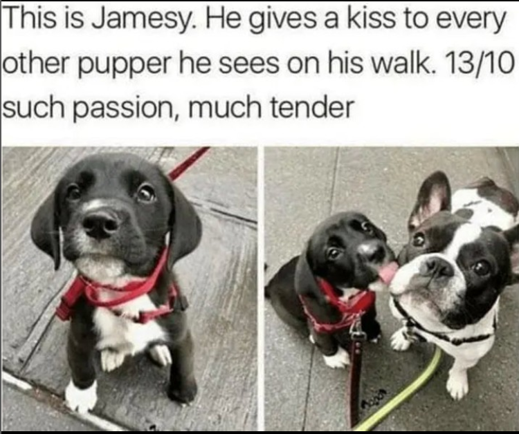 This is Jamesy. He gives a kiss to every other pupper he sees on his walk. 13/10 such passion, much tender