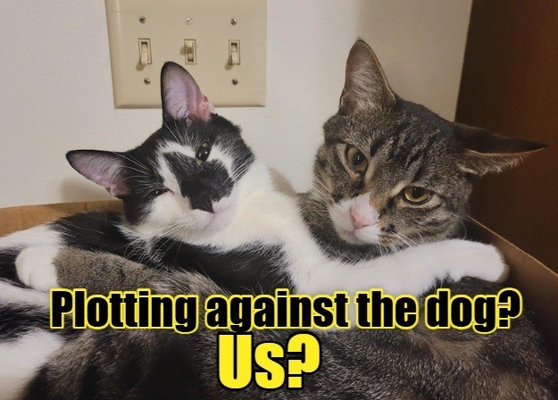 Plotting against the dog? Us?