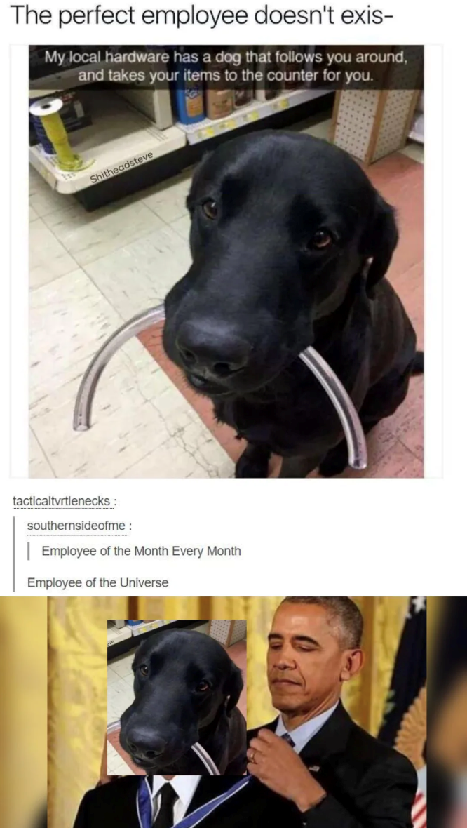The perfect employee doesn't exis- My local hardware has a dog that follows you around, and takes your items to the counter for you. Shitheadsteve tacticaltvrtlenecks : southernsideofme: Employee of the Month Every Month Employee of the Universe