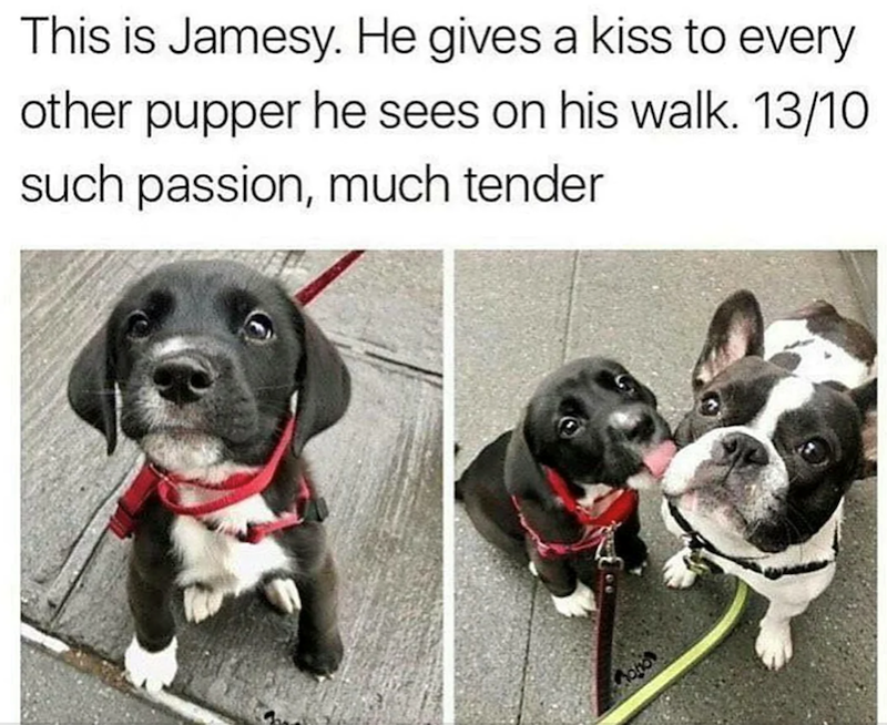 This is Jamesy. He gives a kiss to every other pupper he sees on his walk. 13/10 such passion, much tender