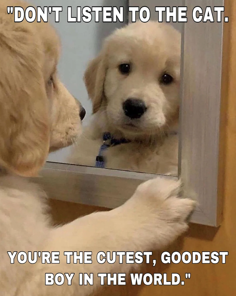 "DON'T LISTEN TO THE CAT. YOU'RE THE CUTEST, GOODEST BOY IN THE WORLD."