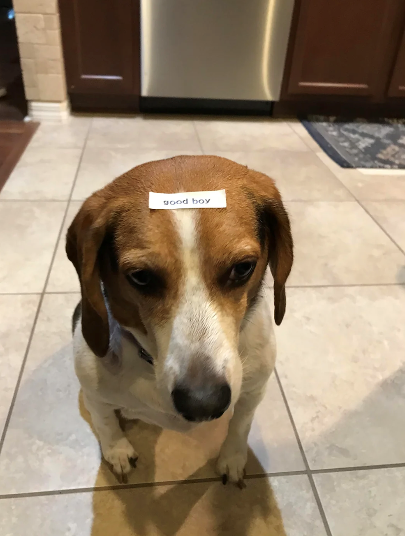 good boy