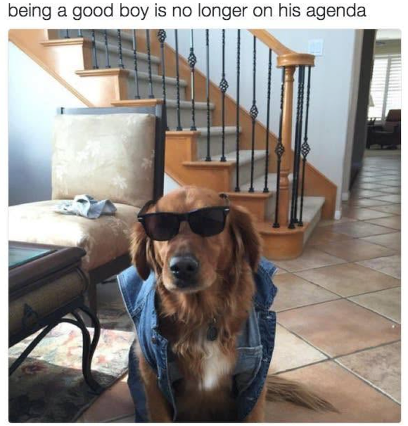 being a good boy is no longer on his agenda