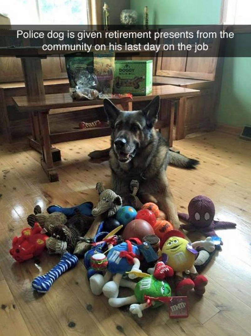 Police dog is given retirement presents from the community on his last day on the job DOGGY mm