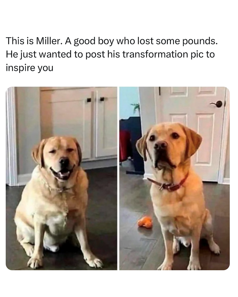 This is Miller. A good boy who lost some pounds. He just wanted to post his transformation pic to inspire you