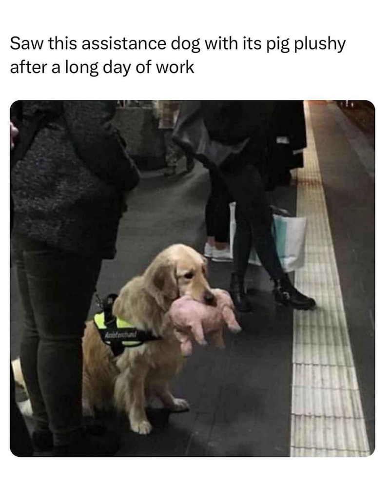 Saw this assistance dog with its pig plushy after a long day of work Asistenchand