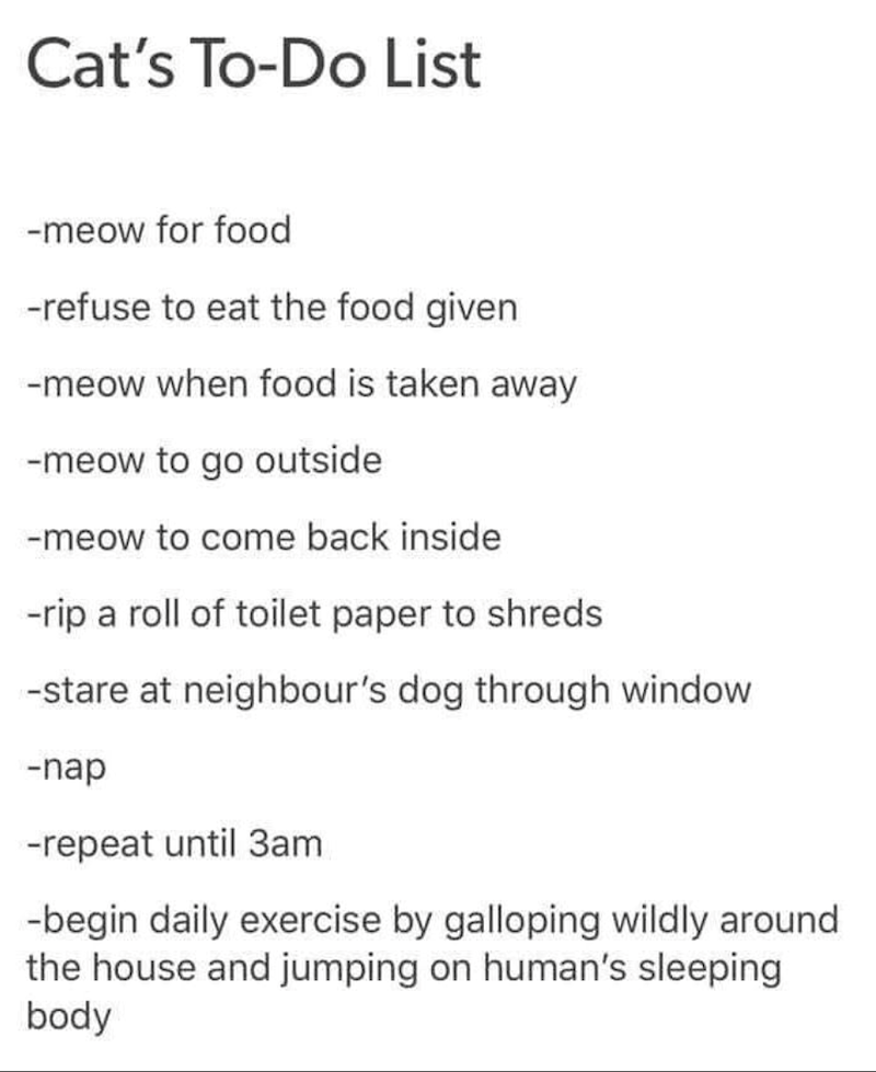 Cat's To-Do List -meow for food -refuse to eat the food given -meow when food is taken away -meow to go outside -meow to come back inside -rip a roll of toilet paper to shreds -stare at neighbour's dog through window -nap -repeat until 3am -begin daily exercise by galloping wildly around the house and jumping on human's sleeping body