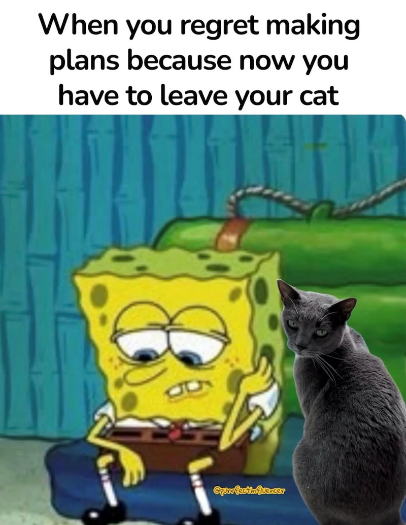 When you regret making plans because now you have to leave your cat Opurrfectinfluencer