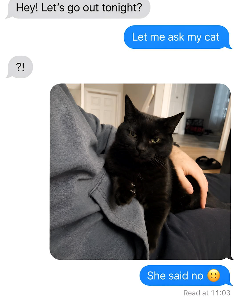 Hey! Let's go out tonight? Let me ask my cat ?! She said no Read at 11:03
