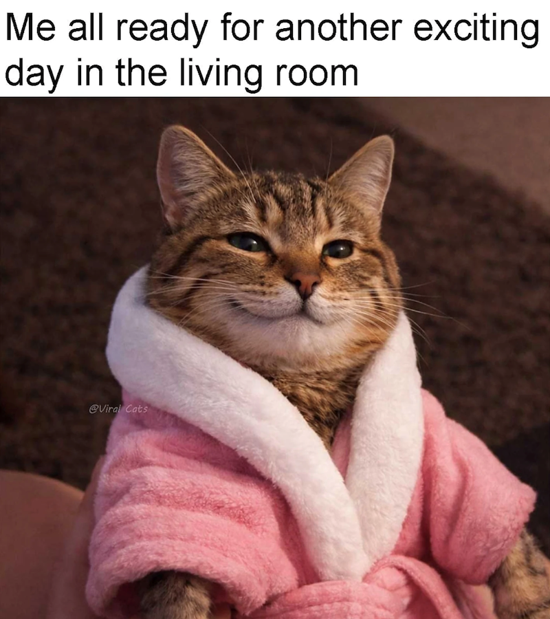 Me all ready for another exciting day in the living room @Viral Cats