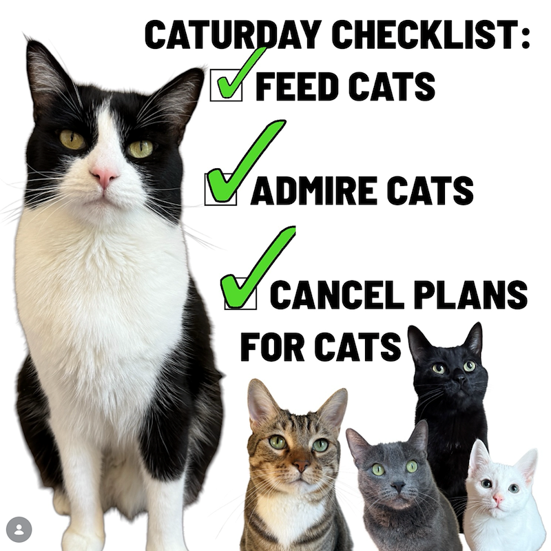 CATURDAY CHECKLIST: ✓ FEED CATS ✓ADMIR ADMIRE CATS ✓ CANCEL PLANS FOR CATS