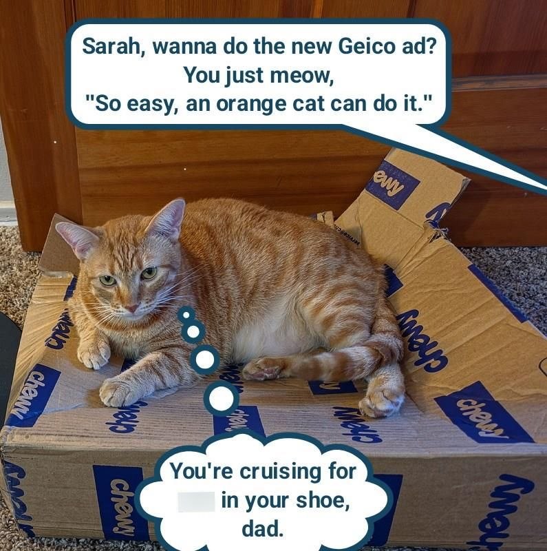 Maun chewy Sarah, wanna do the new Geico ad? You just meow, "So easy, an orange cat can do it." chak chewy You're cruising for in your shoe, dad. ewy chevy map chewy hewy