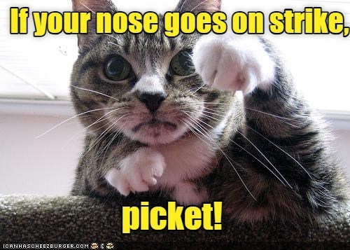 If your nose goes on strike, ICANHASCHEEZBURGER.COM: picket!
