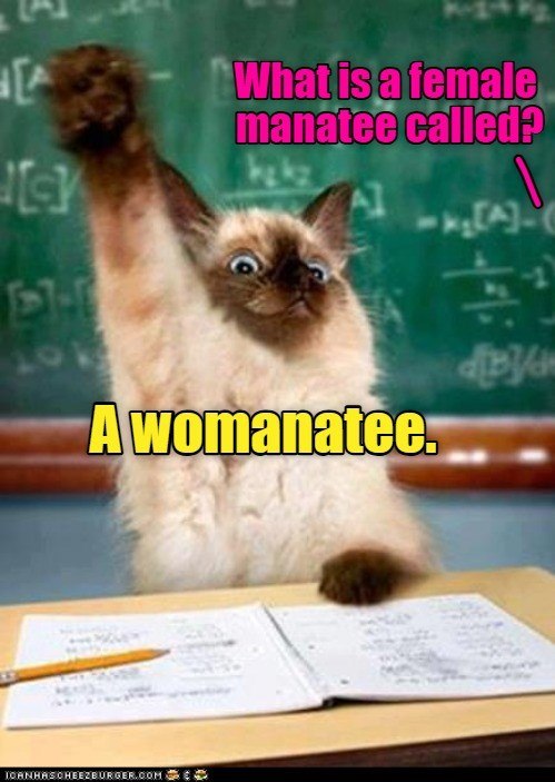A 13-7-5 What is a female manatee called? A womanatee. ICANHASCHEEZBURGER.COM