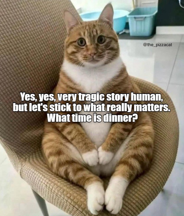 @the_pizzacat Yes, yes, very tragic story human, but let's stick to what really matters. What time is dinner?