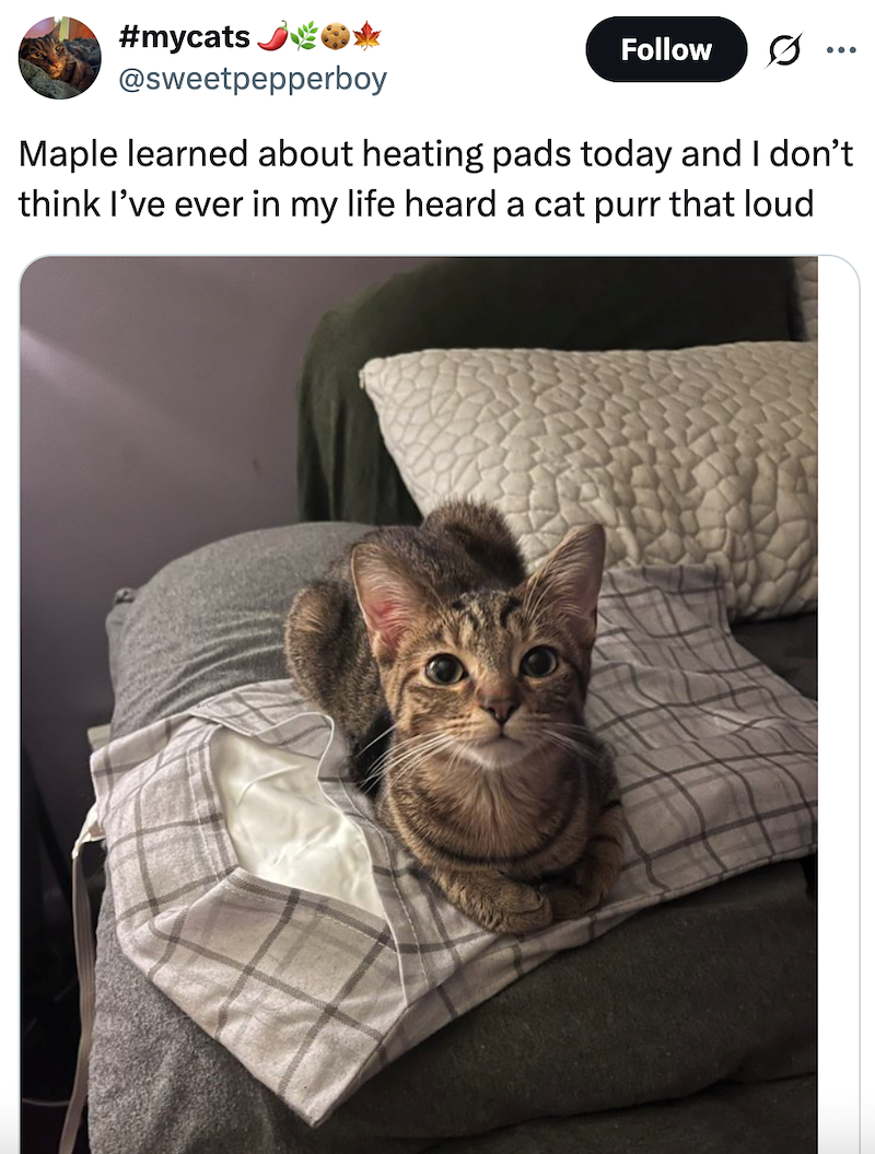 #mycats @sweetpepperboy Follow ... Maple learned about heating pads today and I don't think I've ever in my life heard a cat purr that loud
