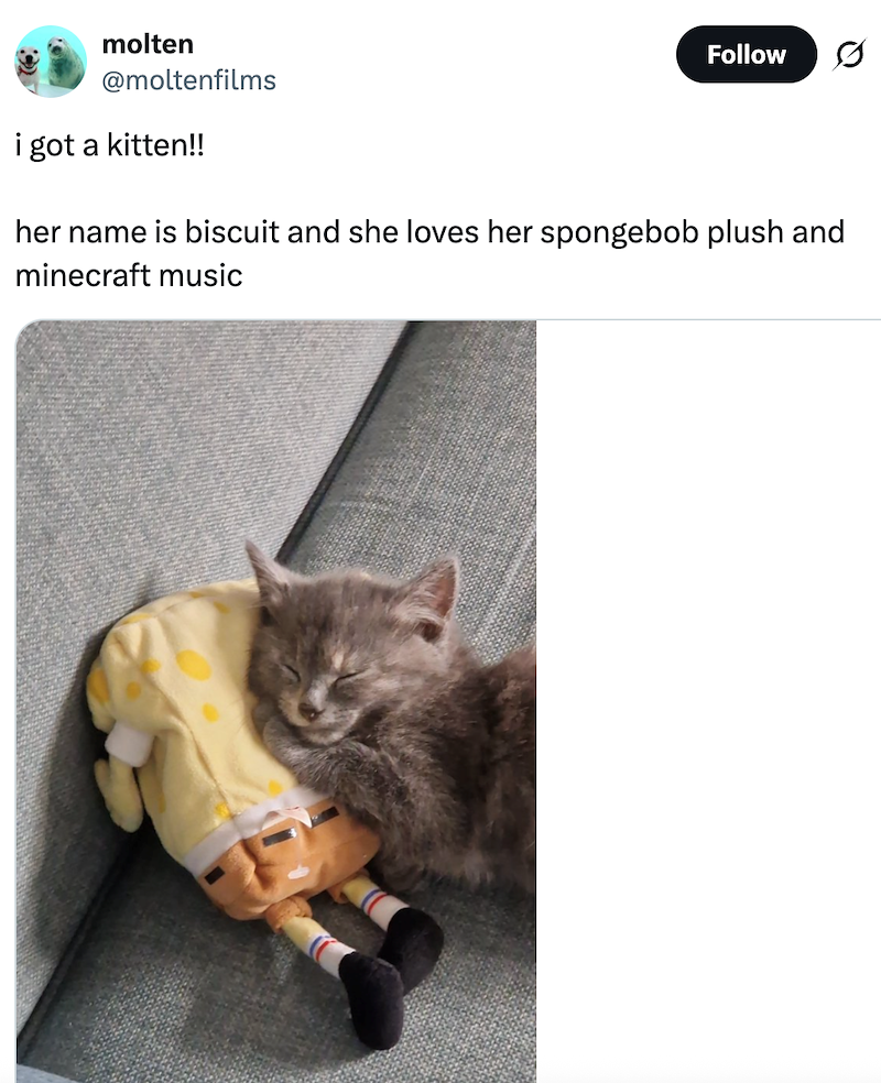molten @moltenfilms i got a kitten!! Follow 0 her name is biscuit and she loves her spongebob plush and minecraft music