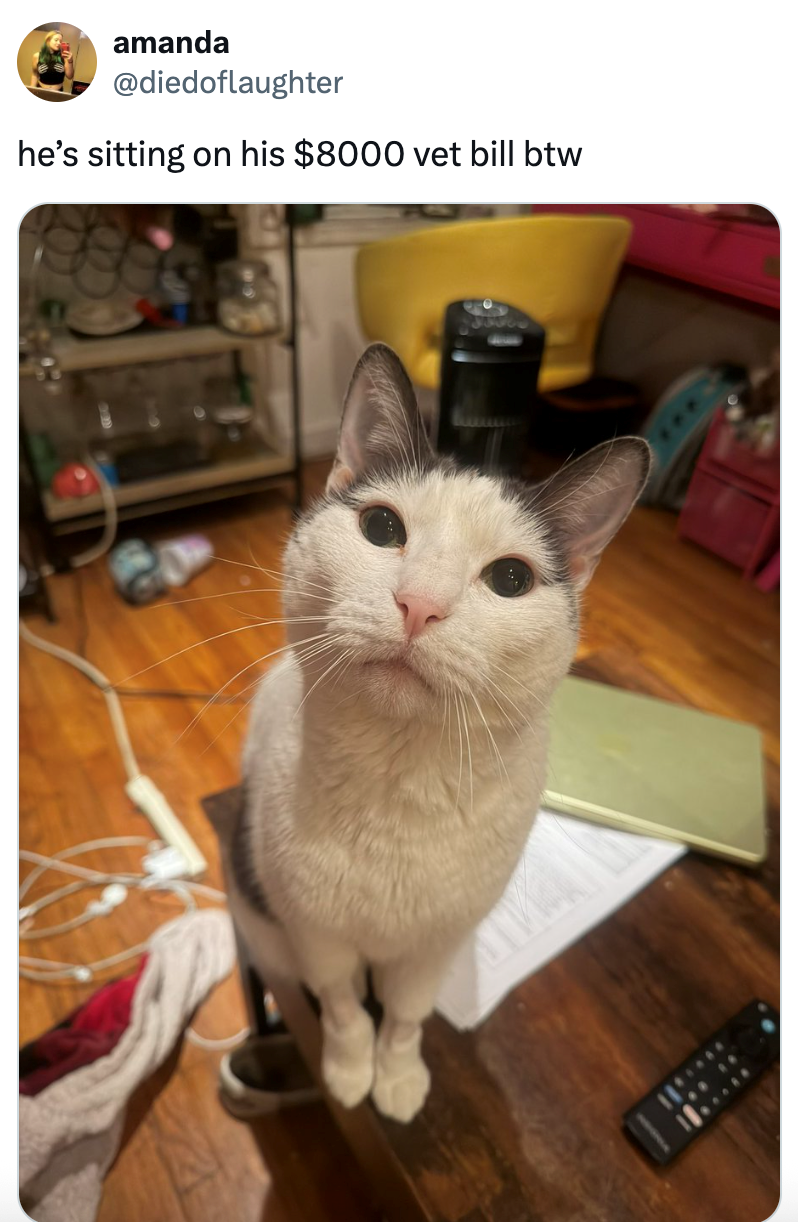 amanda @diedoflaughter he's sitting on his $8000 vet bill btw
