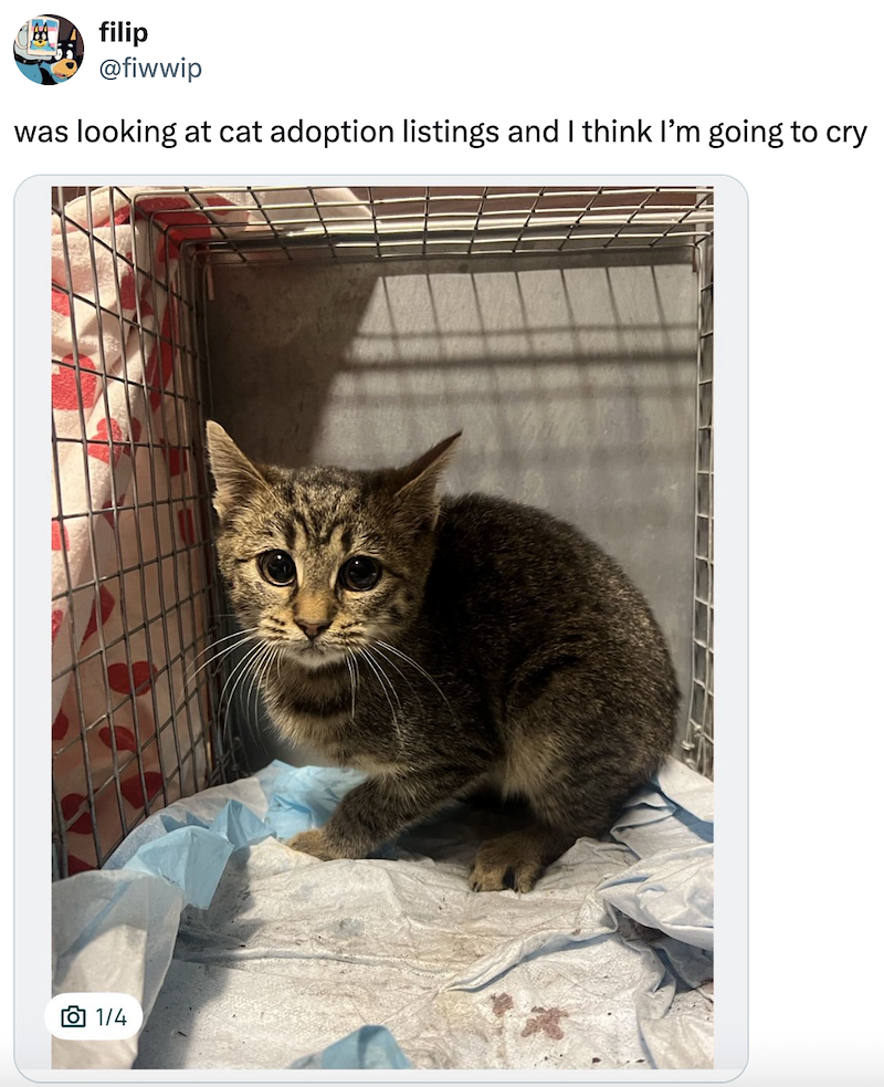 filip @fiwwip was looking at cat adoption listings and I think I'm going to cry 50 1/4