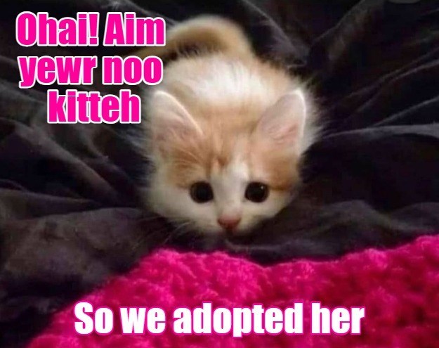 Ohai! Aim yewr noo Kitteh So we adopted her