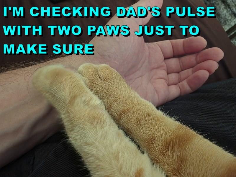 I'M CHECKING DAD'S PULSE WITH TWO PAWS JUST TO MAKE SURE