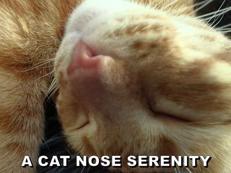 A CAT NOSE SERENITY