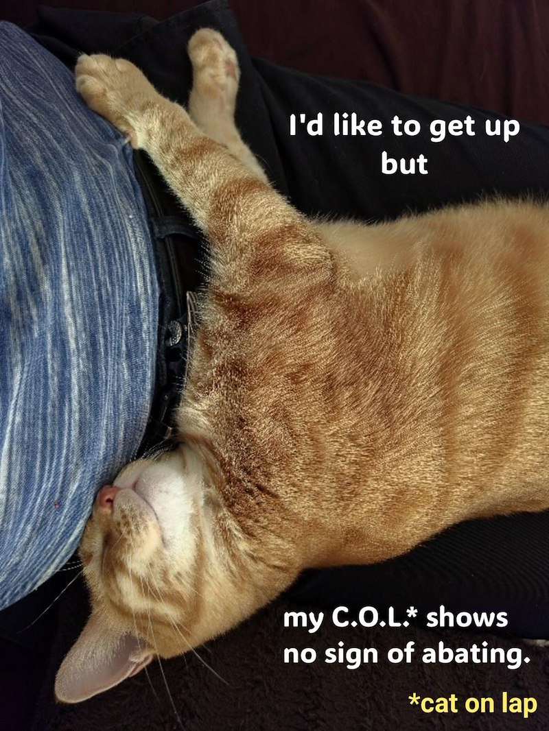 I'd like to get up but my C.O.L.* shows no sign of abating. *cat on lap