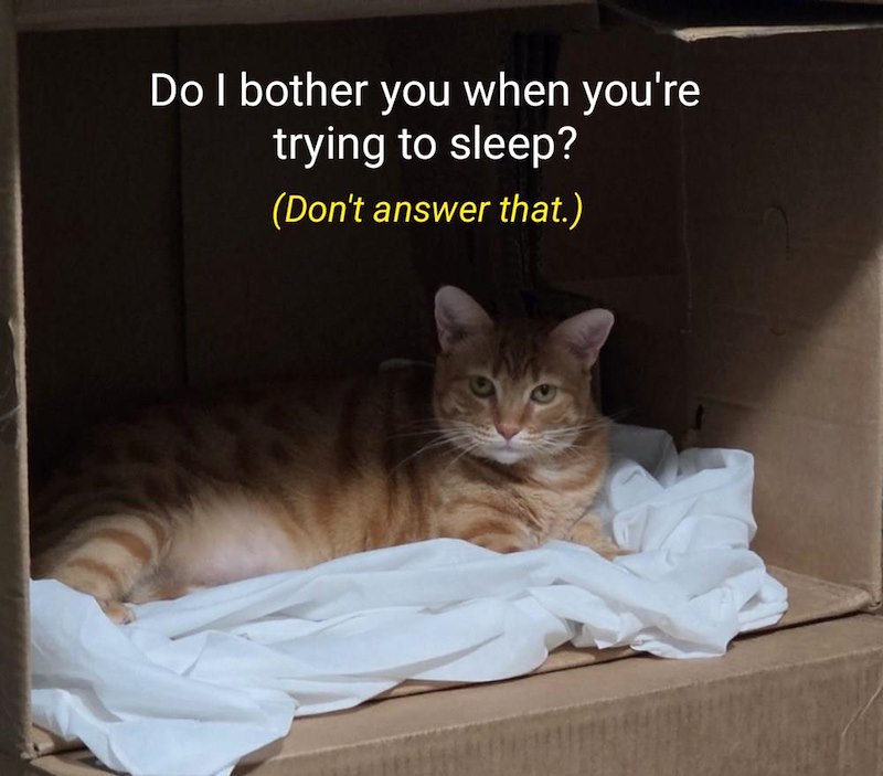 Do I bother you when you're trying to sleep? (Don't answer that.)