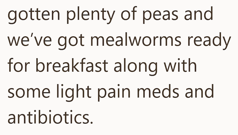 gotten plenty of peas and we've got mealworms ready for breakfast along with some light pain meds and antibiotics.