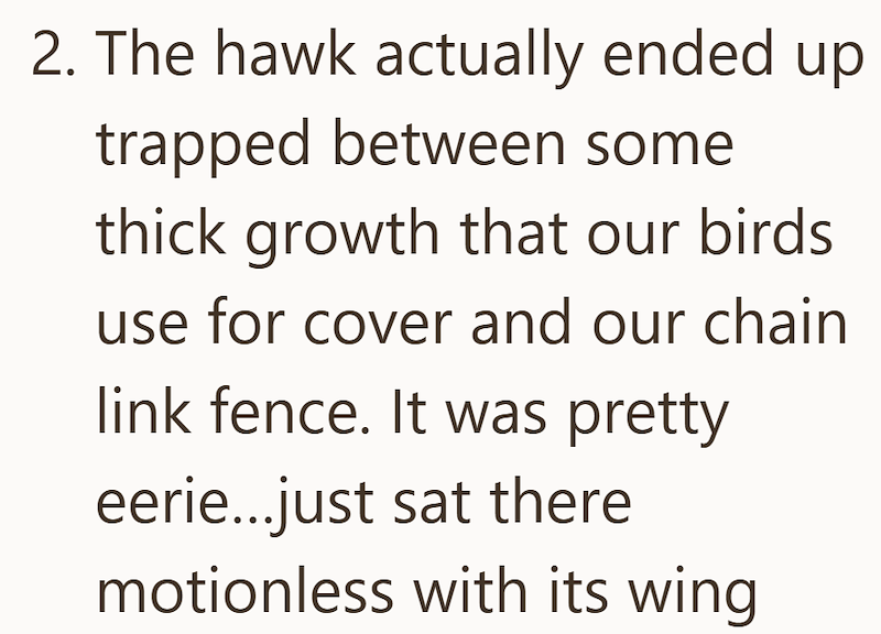 2. The hawk actually ended up trapped between some thick growth that our birds use for cover and our chain link fence. It was pretty eerie...just sat there motionless with its wing