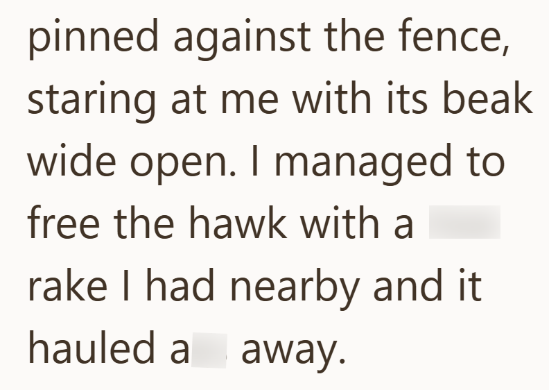 pinned against the fence, staring at me with its beak wide open. I managed to free the hawk with a rake I had nearby and it hauled a away.