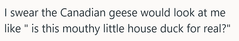 I swear the Canadian geese would look at me like " is this mouthy little house duck for real?"