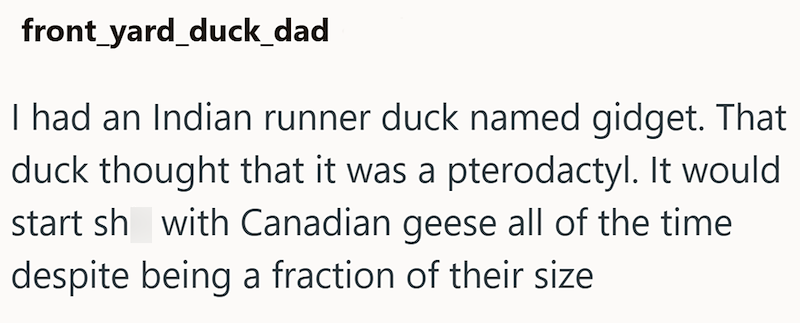 front_yard_duck_dad I had an Indian runner duck named gidget. That duck thought that it was a pterodactyl. It would start sh with Canadian geese all of the time despite being a fraction of their size